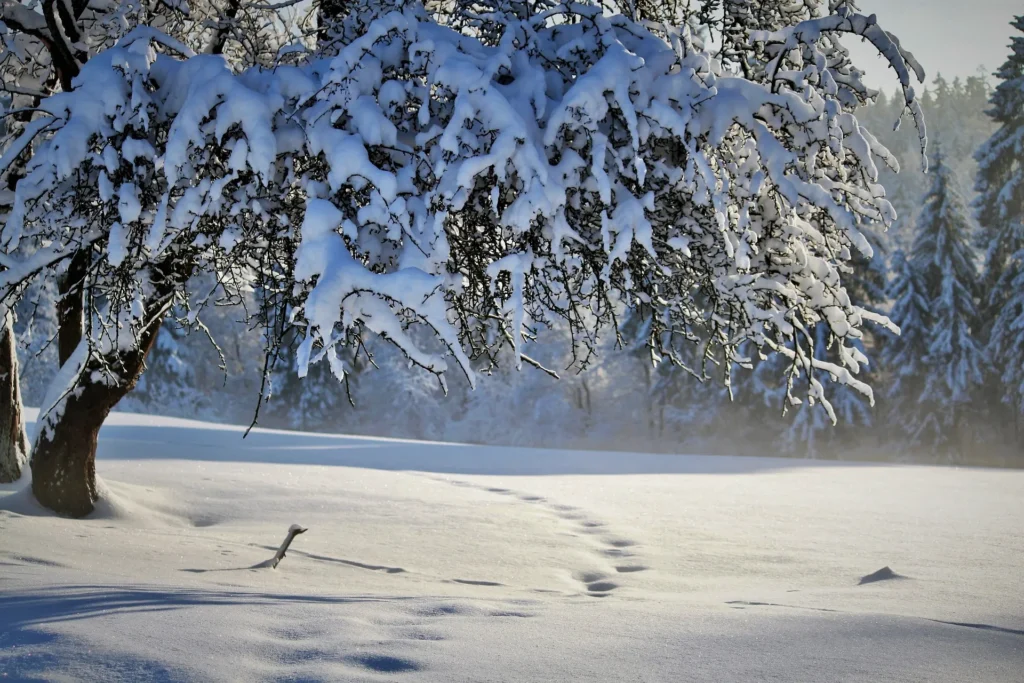 Snow-covered tracks beneath a tree with branches heavily laden with snow